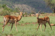 impala (25)